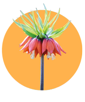 لاله واژگون در استان ایلام